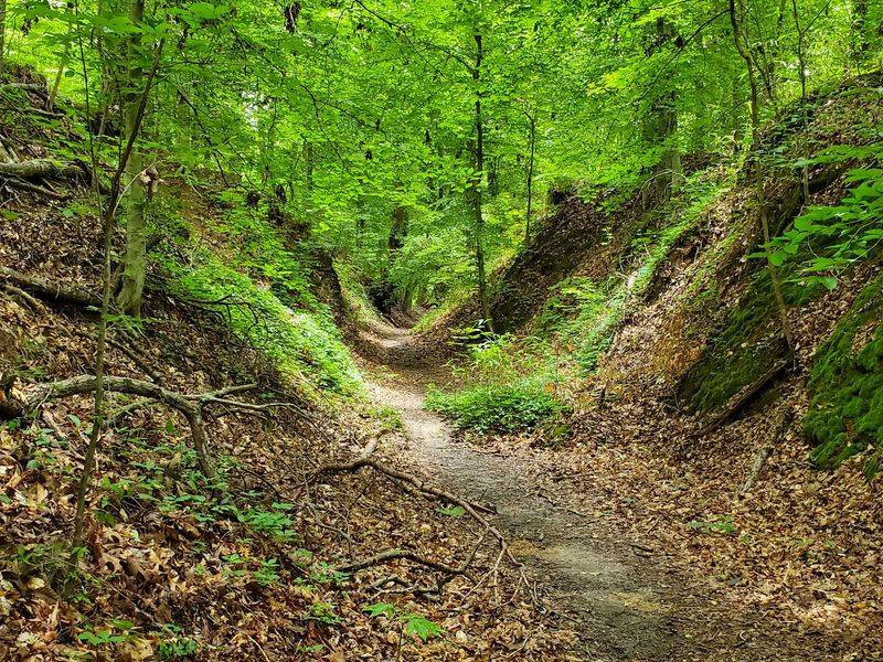 Sunken Trace - Port Gibson