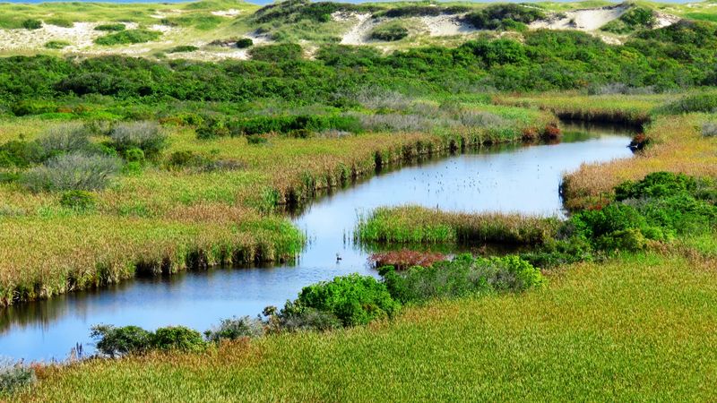 Trails Through Marsh And Moor