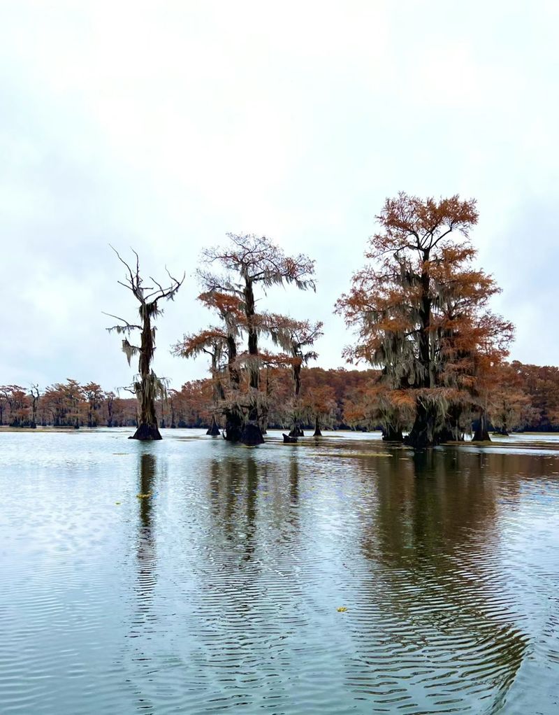 Ghost Stories And Swamp Legends