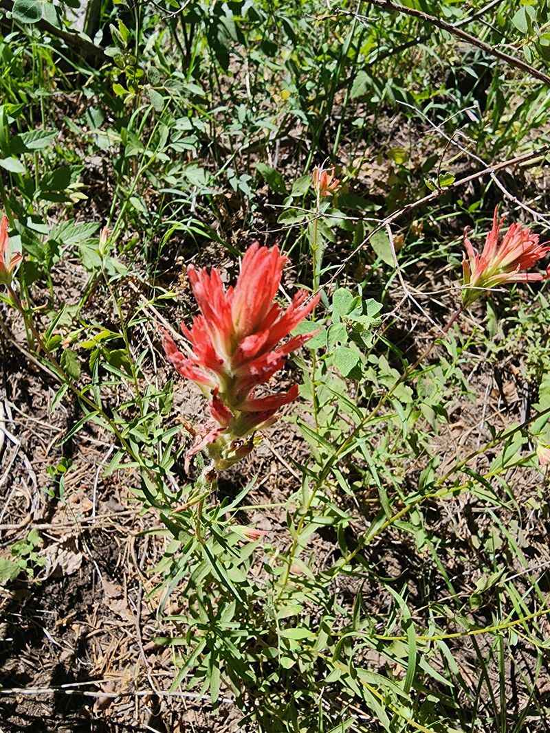 Wings, Wildflowers, And Wild Neighbors