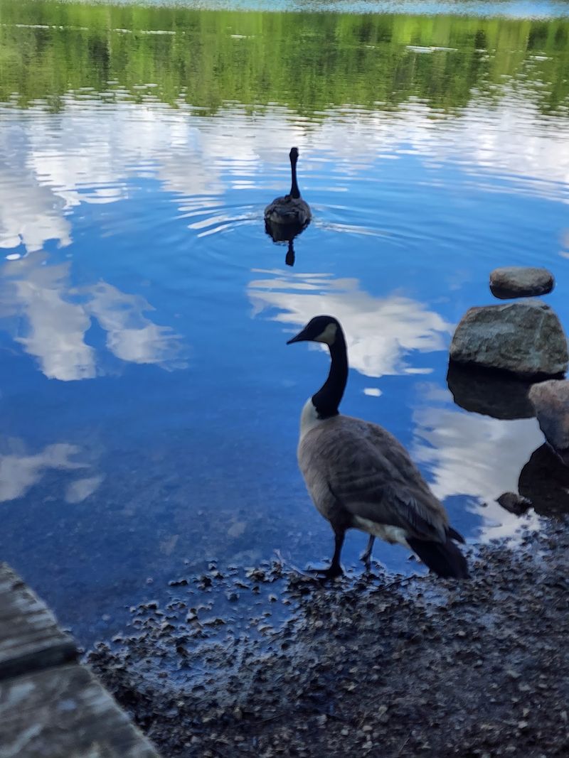 Wildlife Watching Made Easy