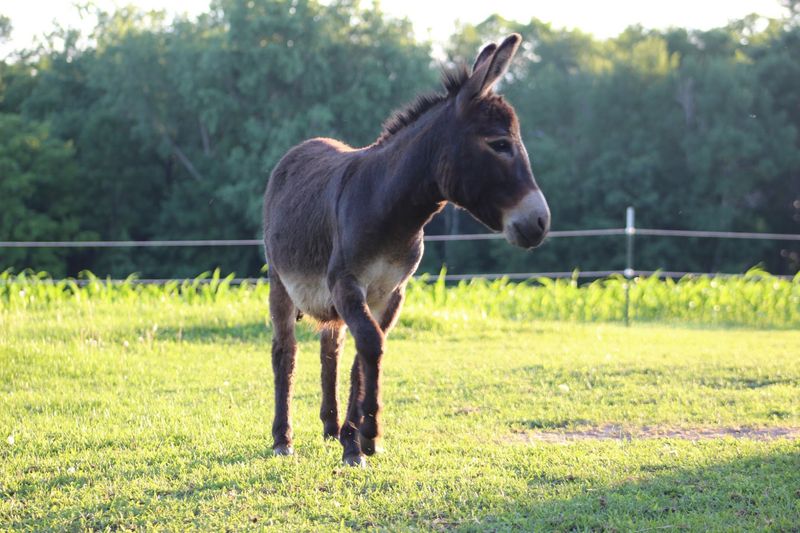Meet The Animals Without Paying Extra