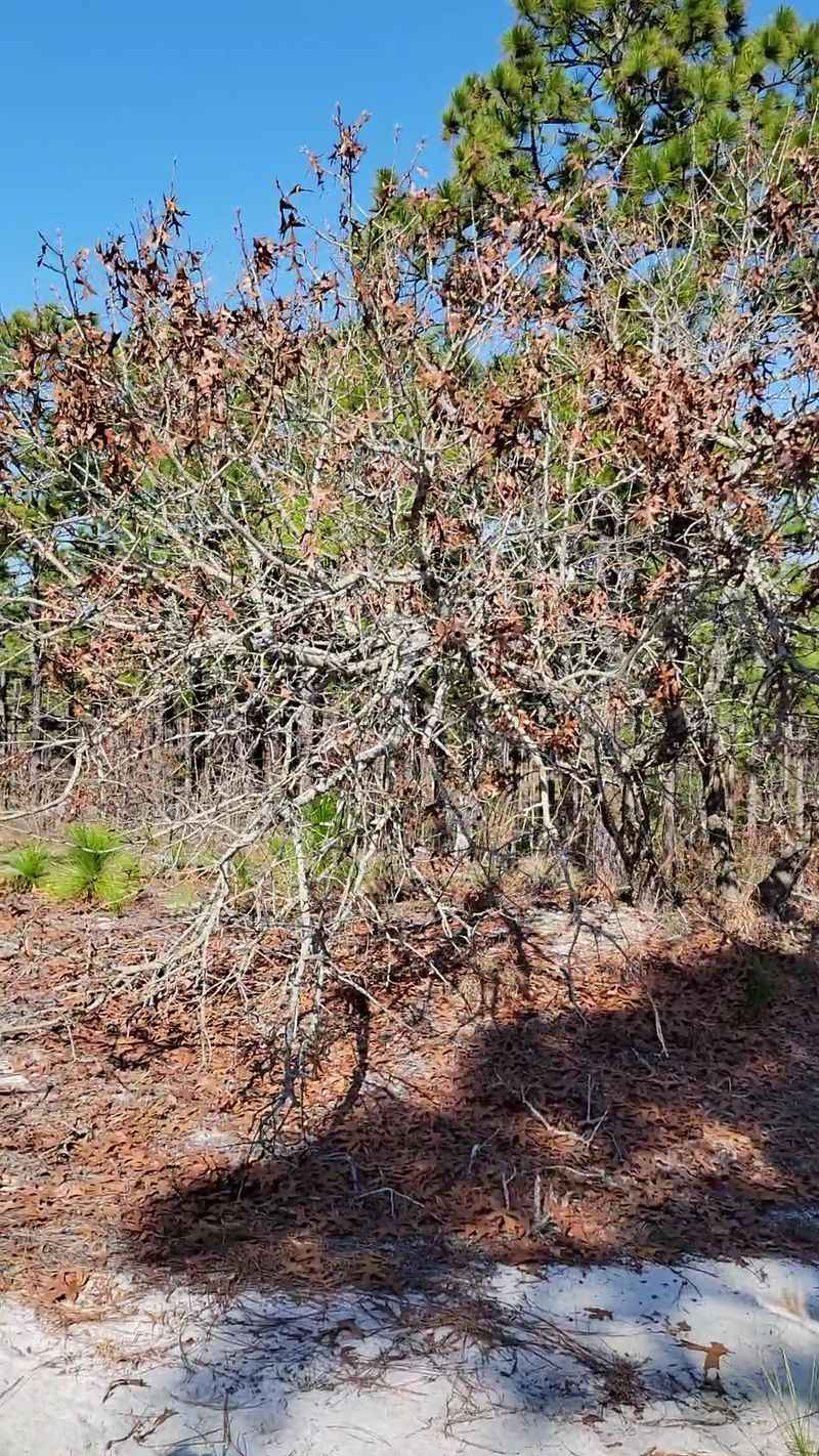 Flytrap Trail, Carolina Beach State Park, North Carolina