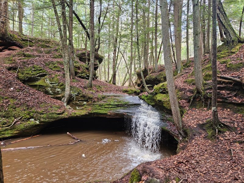 Why This Northwoods Walk Earns A Spot On Your List