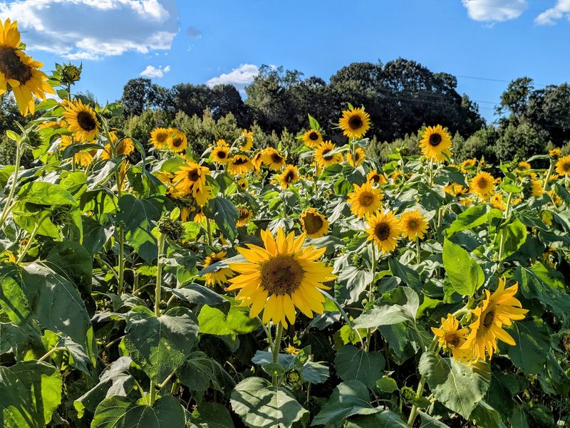 Oddie's Sunflower Field