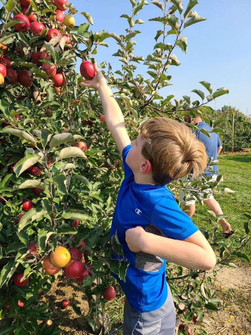 Bauman Orchards, Rittman