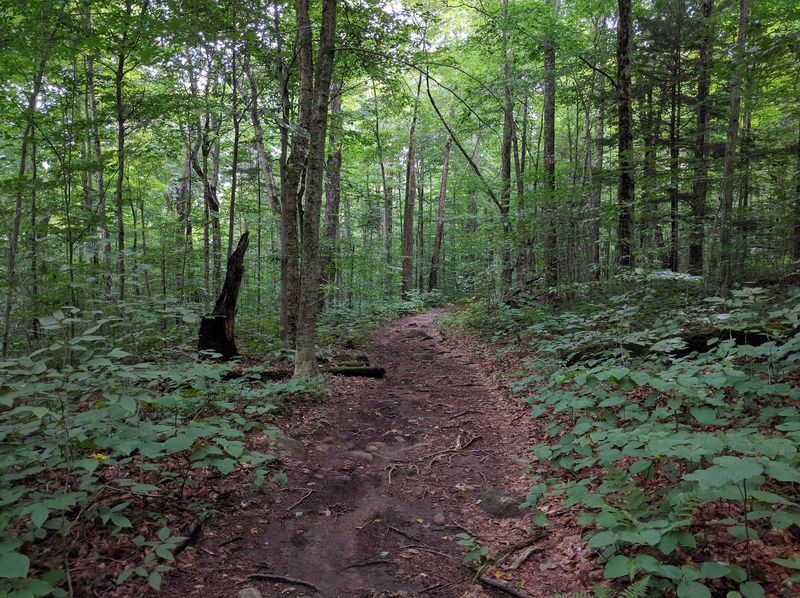 Newcomb's Old Growth Hideaway