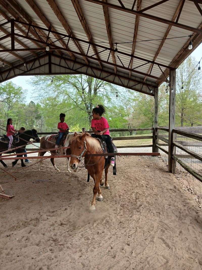 Animals, Ponies And A Pirate Ship Playground