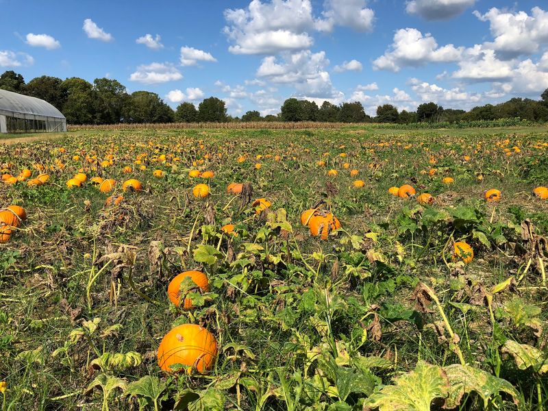 Cedar Hill Farm - Hernando