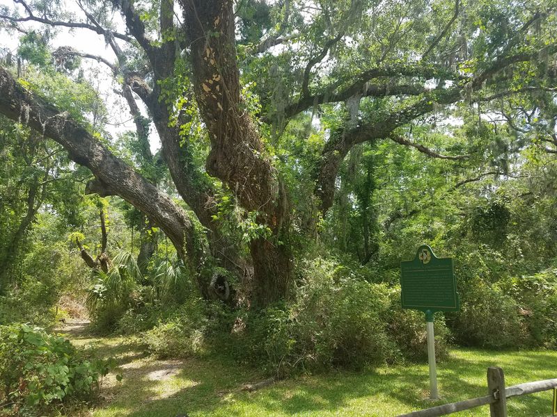 Goat Tree Reserve, Dauphin Island Bird Sanctuaries, Inc.