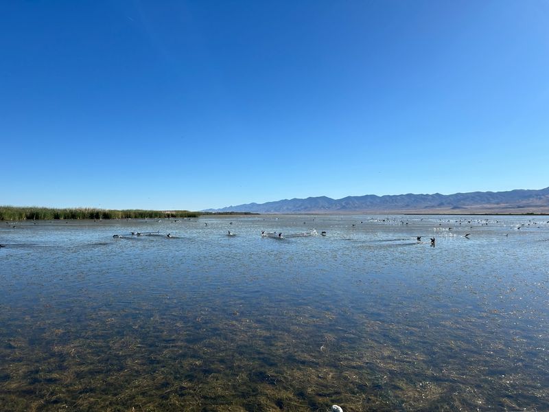 Nevada's Biggest Winter Gathering Of Bald Eagles