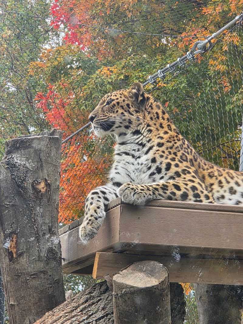 Animals Worth Slowing Down For