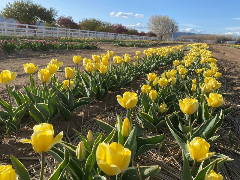 Tulips, Baby Animals, And Sunflowers Fill The Rest Of The Year