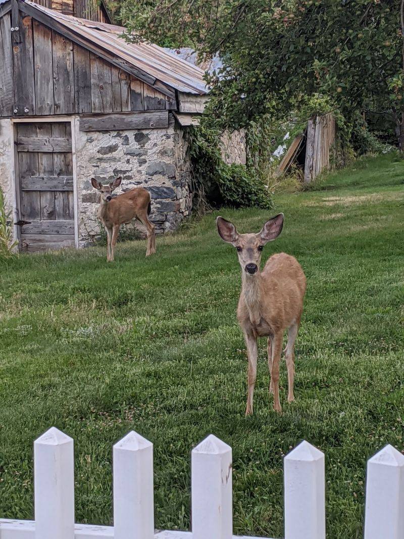 Deer, Orchards, And Grounds Worth Exploring