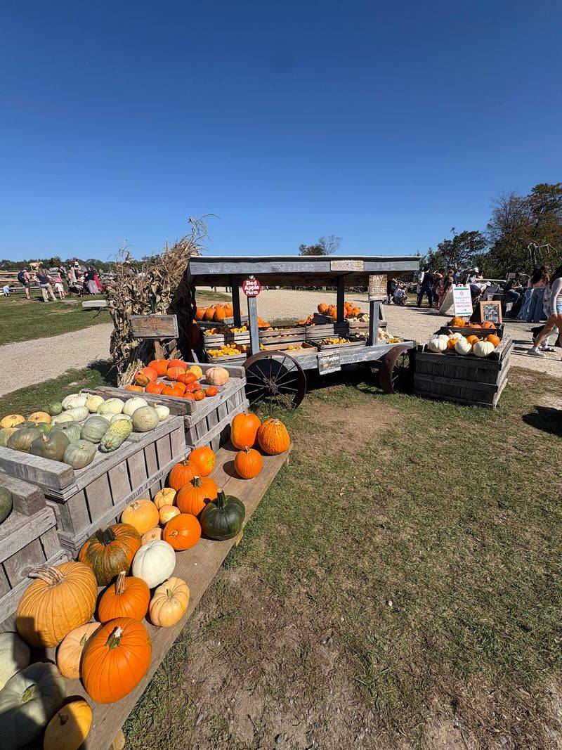 Pumpkins By The Wheelbarrow When Autumn Rolls In