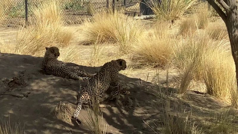 Timing Your Visit For The Best Animal Sightings