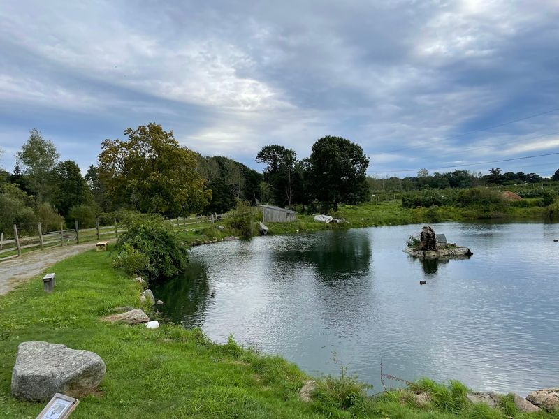 Mini Donkeys, Ducks, And A Pond To Circle