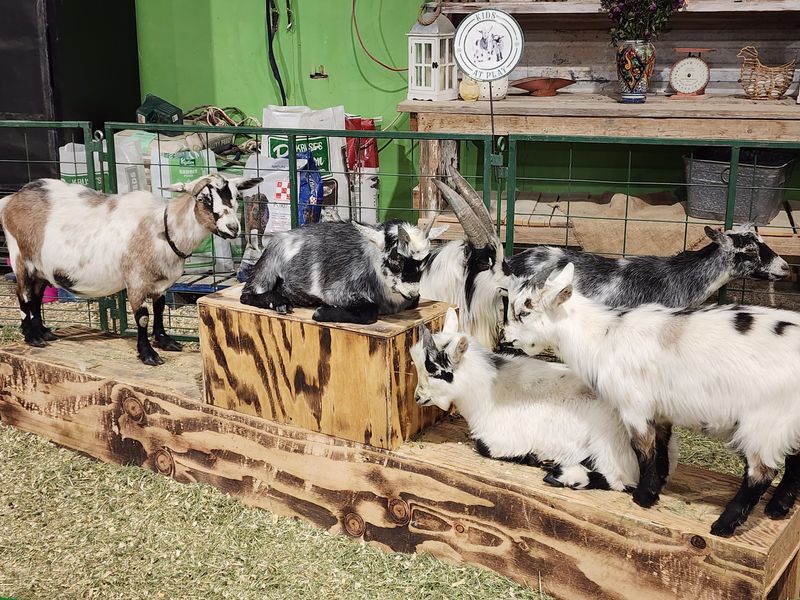 Baby Goats, Bunnies And A Fake Cow To Milk