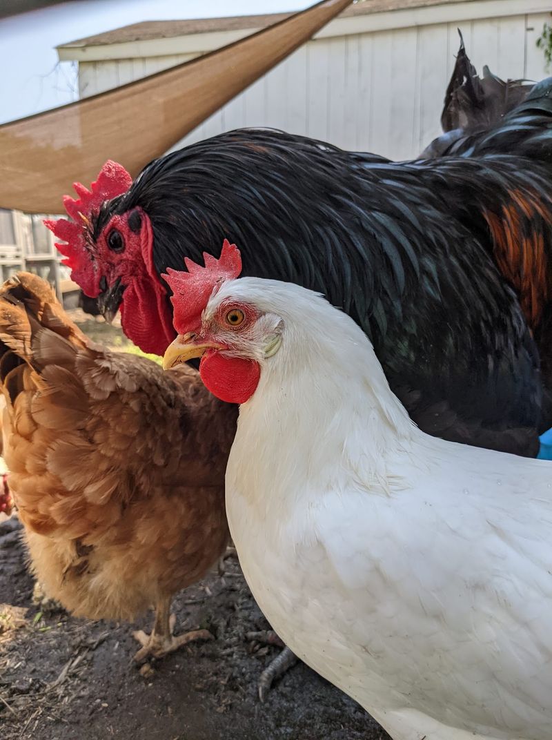 Feathers, Fuss, And The Poultry Crowd