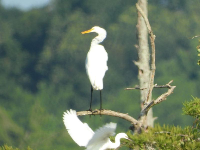 The Rookery Island Nobody Expects