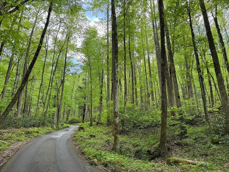 Roaring Fork Motor Nature Trail, Gatlinburg