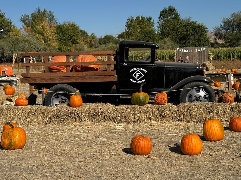 Why Reno Families Keep Coming Back Each Fall