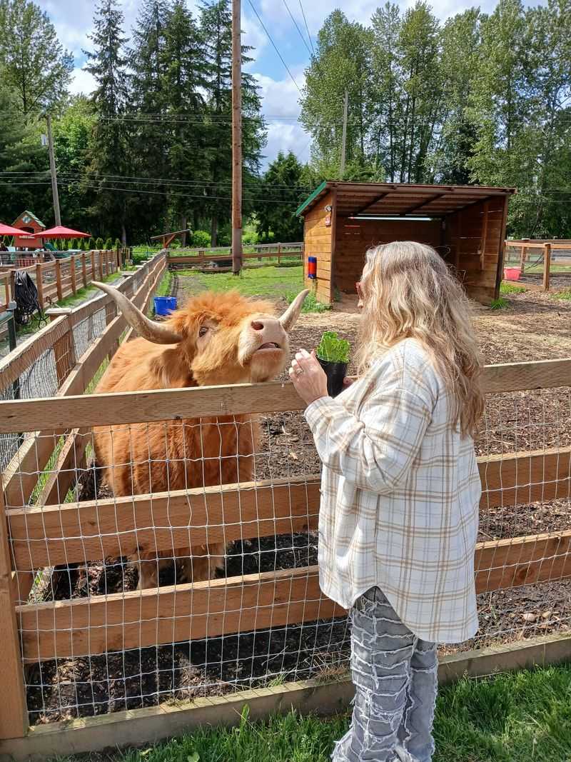 Yoga Poses Interrupted By Goats