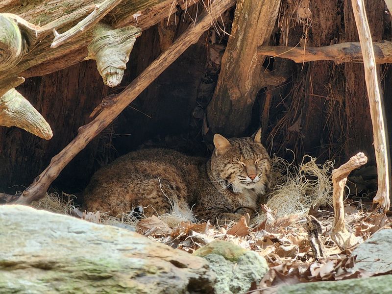 The Desert Dome's Surprising Residents