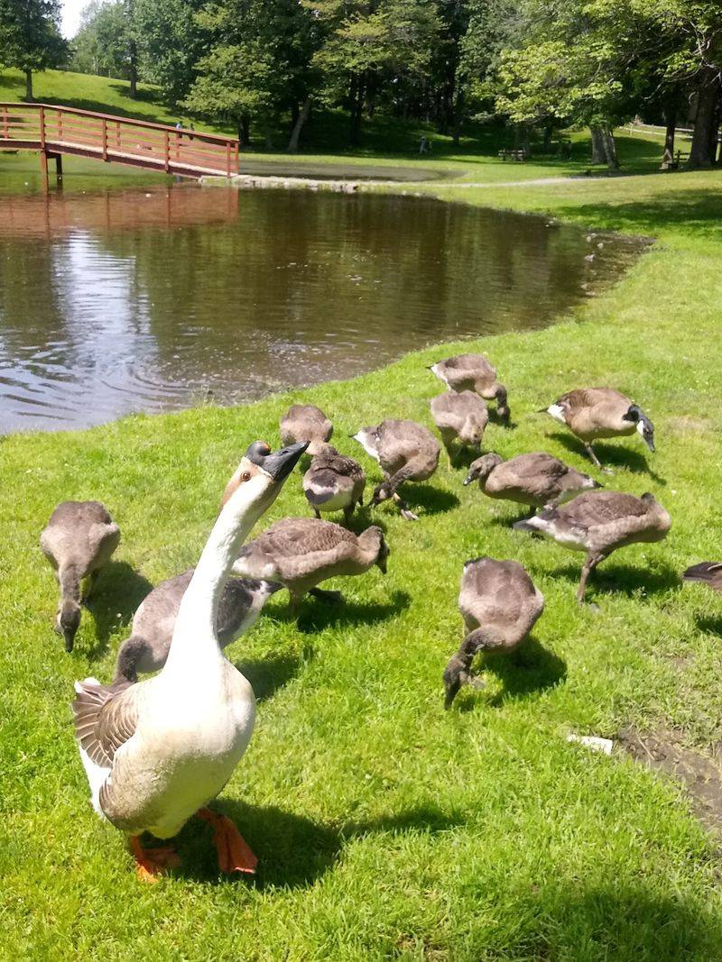 Ducks, Geese, And A Pond Worth Circling