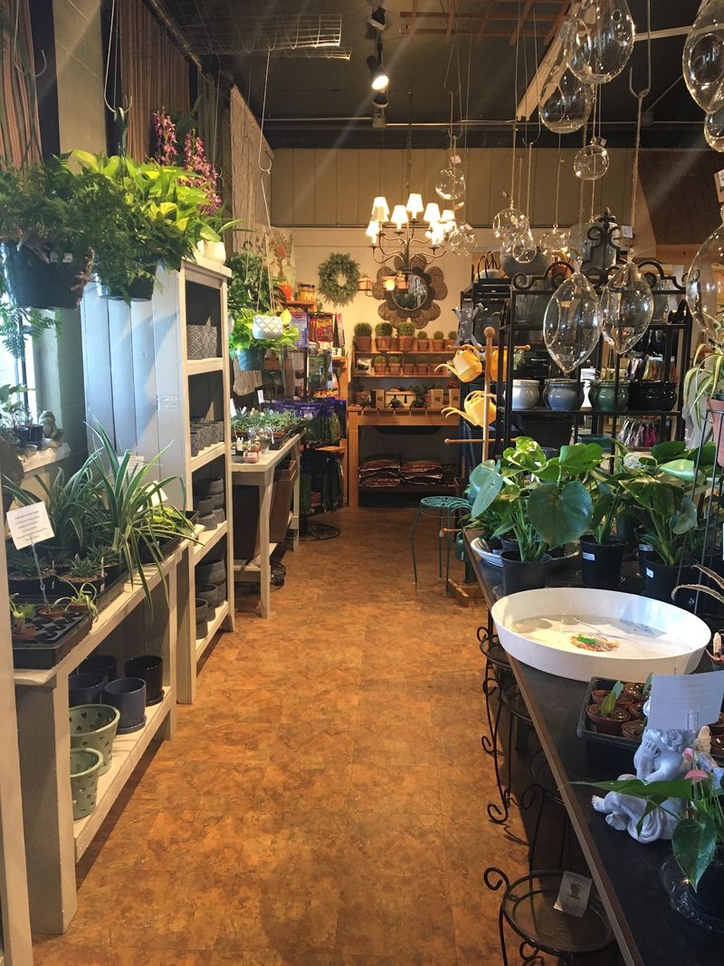 Houseplants, Cacti, And Tropicals For Winter Green