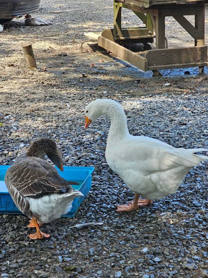 Feeding Time Turns Into The Main Event