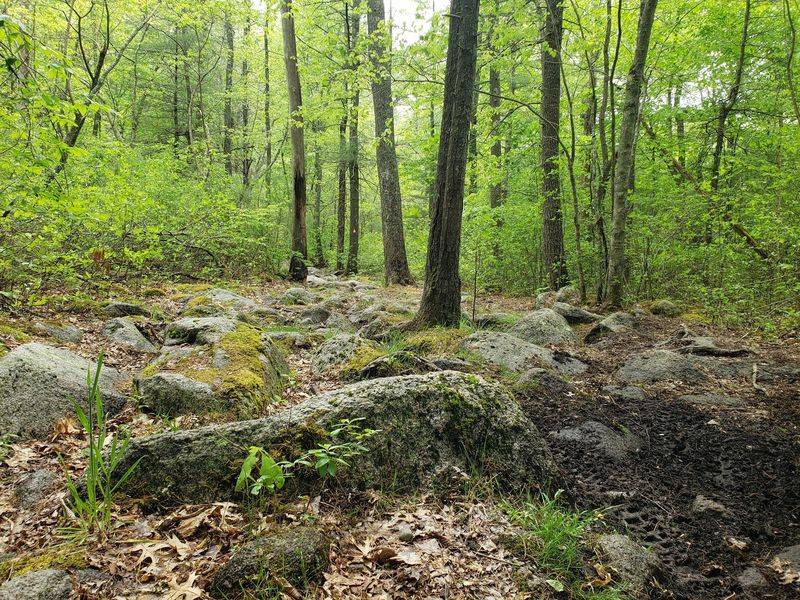 The Abandoned Pet Cemetery Off The Trail