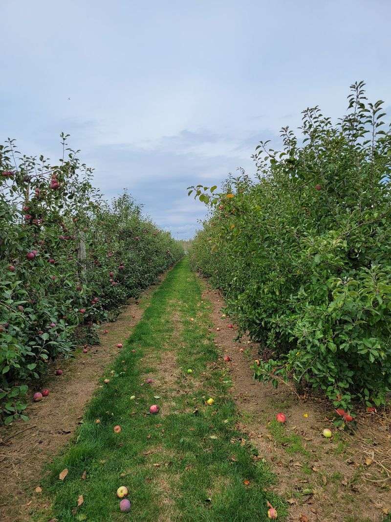 Apple Rows Open Only On Certain Days