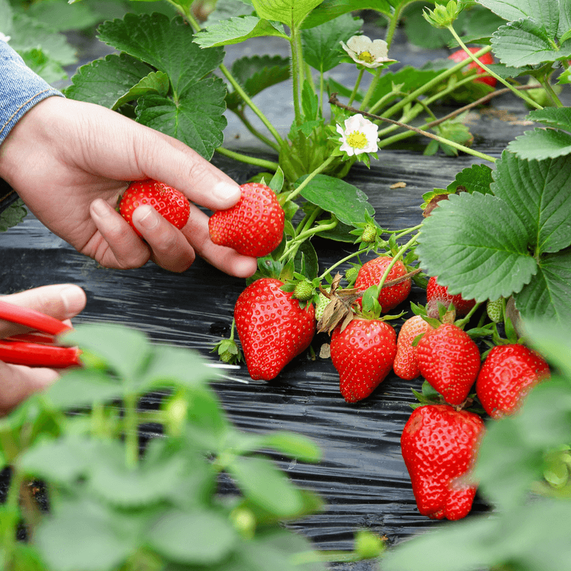 Strawberry Fields You Pick Yourself