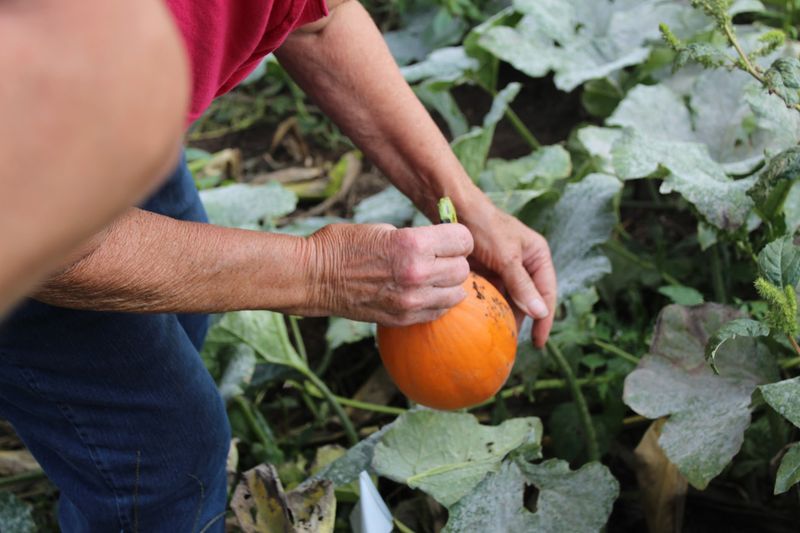 Painting Your Pumpkin Right There On The Farm