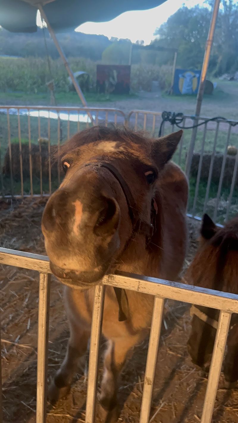 Hayrides, Ponies, And A Very Popular Petting Zoo