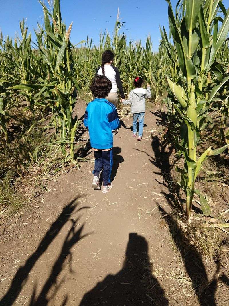 Corn Maze Adventures For Big Kids And Little Explorers Alike