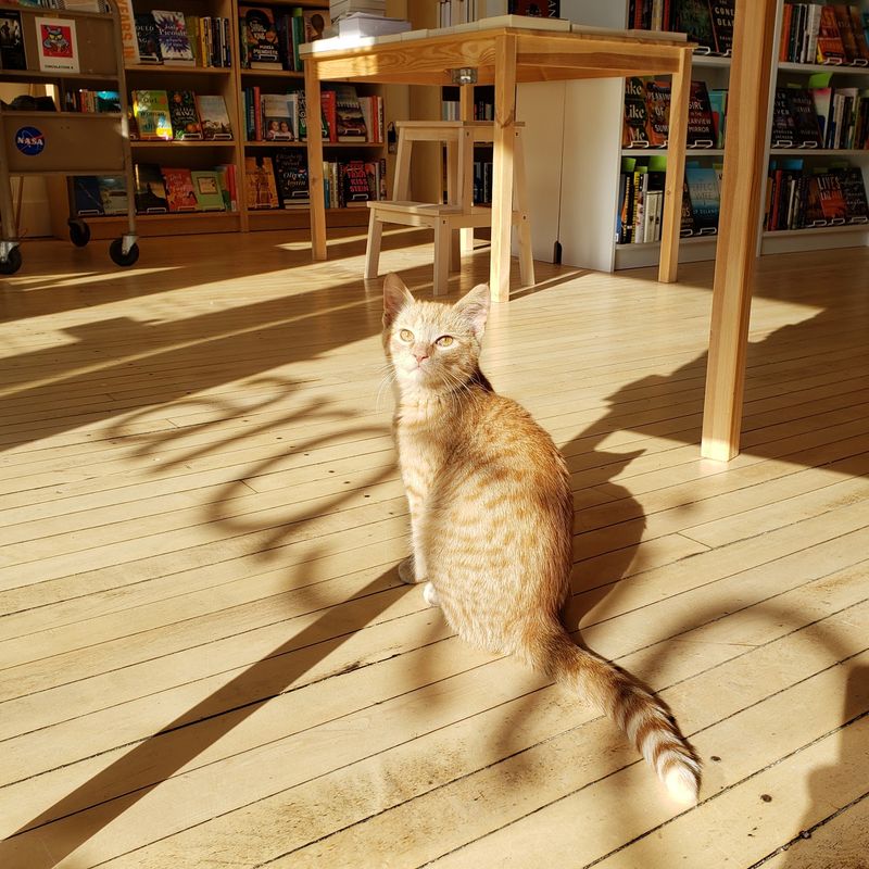 Meet The Shop Cat And The Owner Behind It All