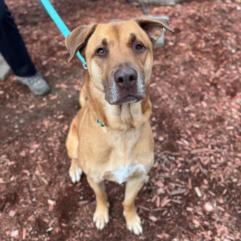 Baypath Humane Society