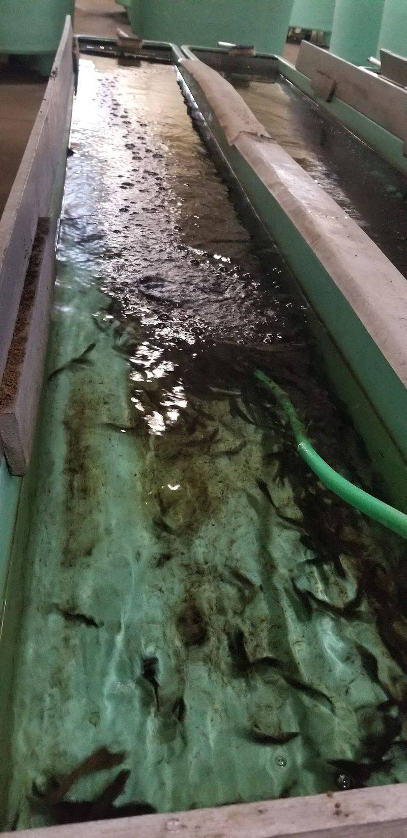 Watching Eggs Become Fish, Stage By Stage