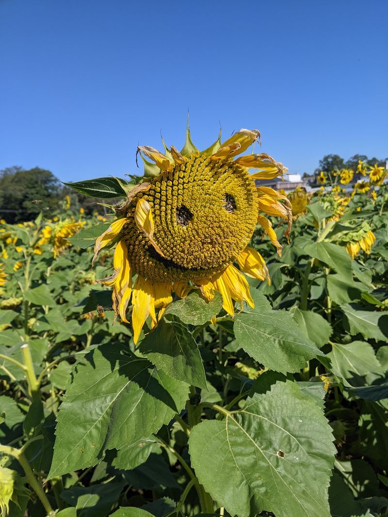Burwinkel Farms, Ross, OH