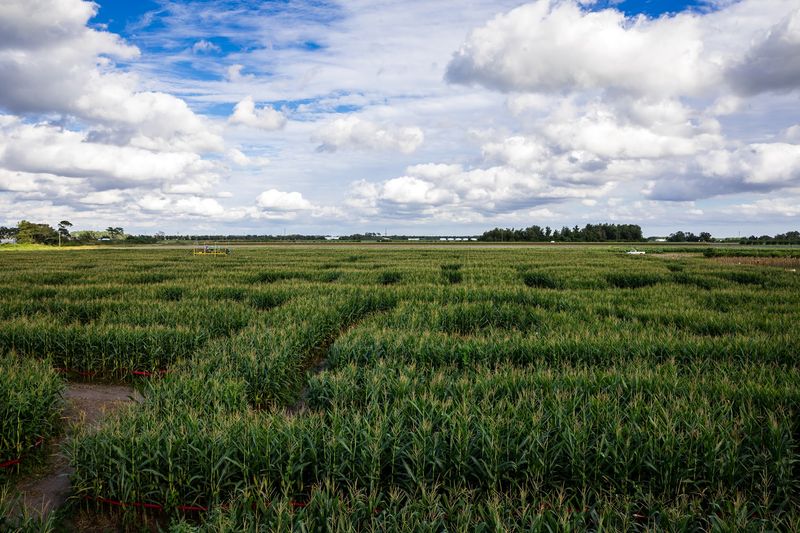 Long & Scott Farms