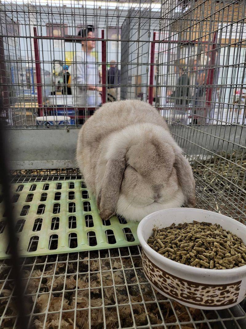 Barns, Bunnies, And Hands-On Farm Fun