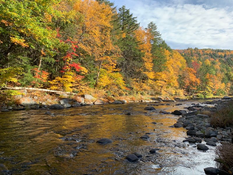 Forest Neighbors And Fly Fishing Fun