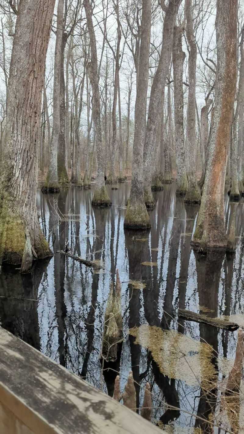 The Soundtrack Of A Southern Wetland