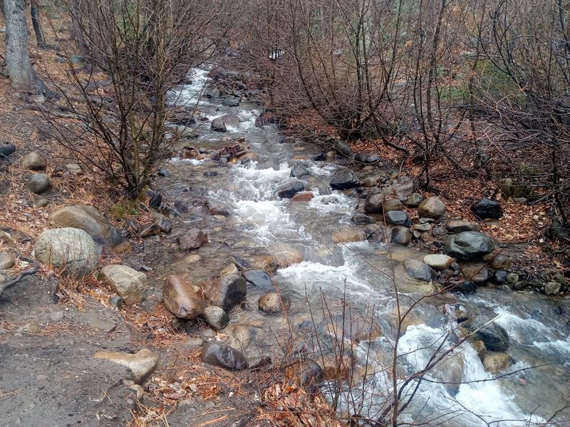 Mt. Rose Highway And Galena Creek Stay Deep In Bear Habitat