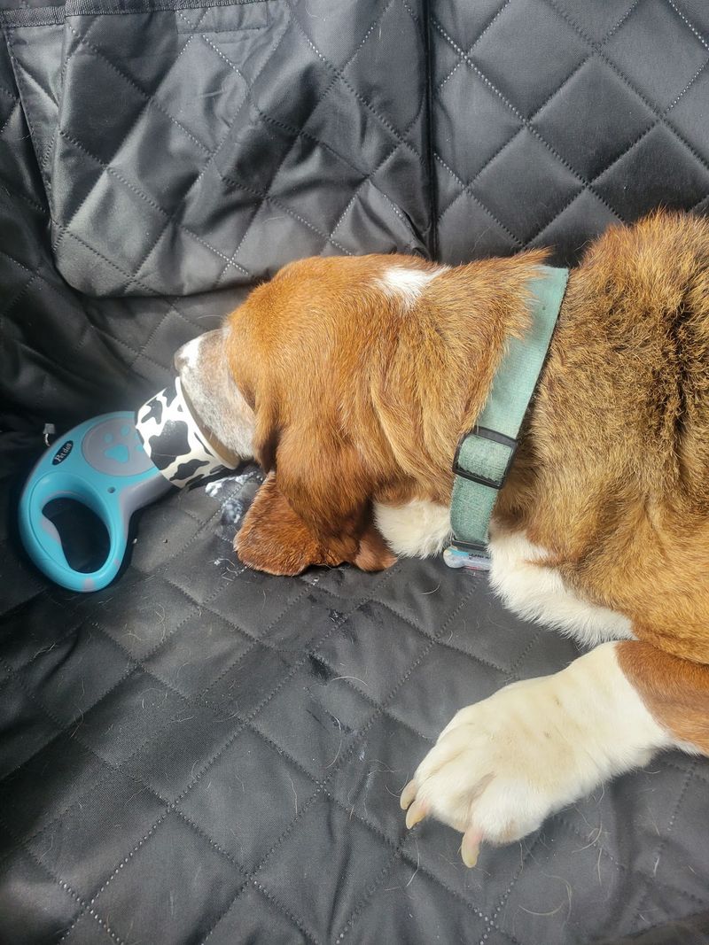 Pup Cups and Bringing the Dog Along