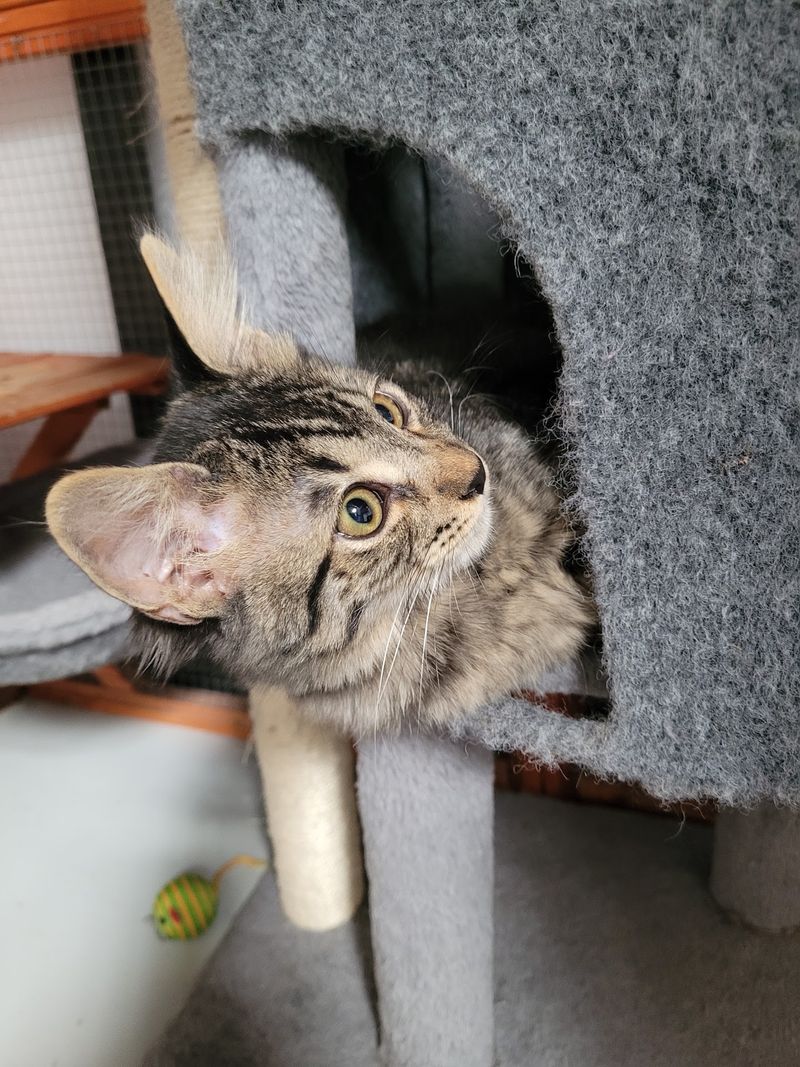 The Kitten Room, Separated On Purpose