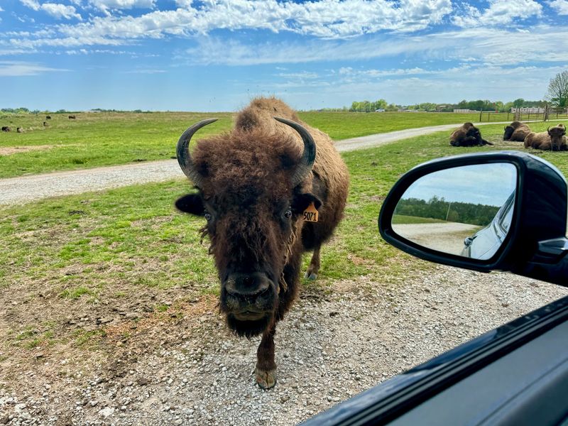 Where the Buffalo Roam in Northeast Mississippi