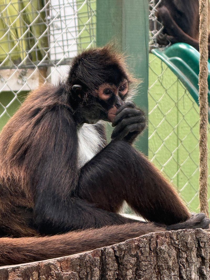 A Pine Country Refuge For Retired Primates